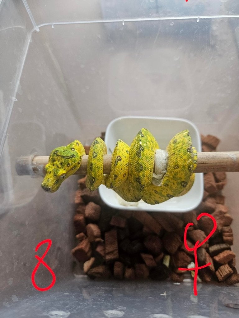 Morelia viridis azurea biak 2024 Green Tree Python photo 4
