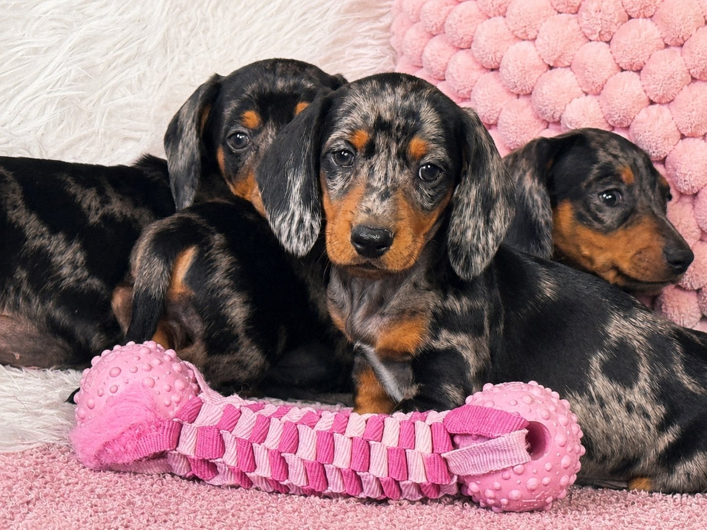 Super mooie korthaar dwergteckel pups 4 teefjes 1 reu, Nederland, Parvo, 8 tot 15 weken, Korthaar