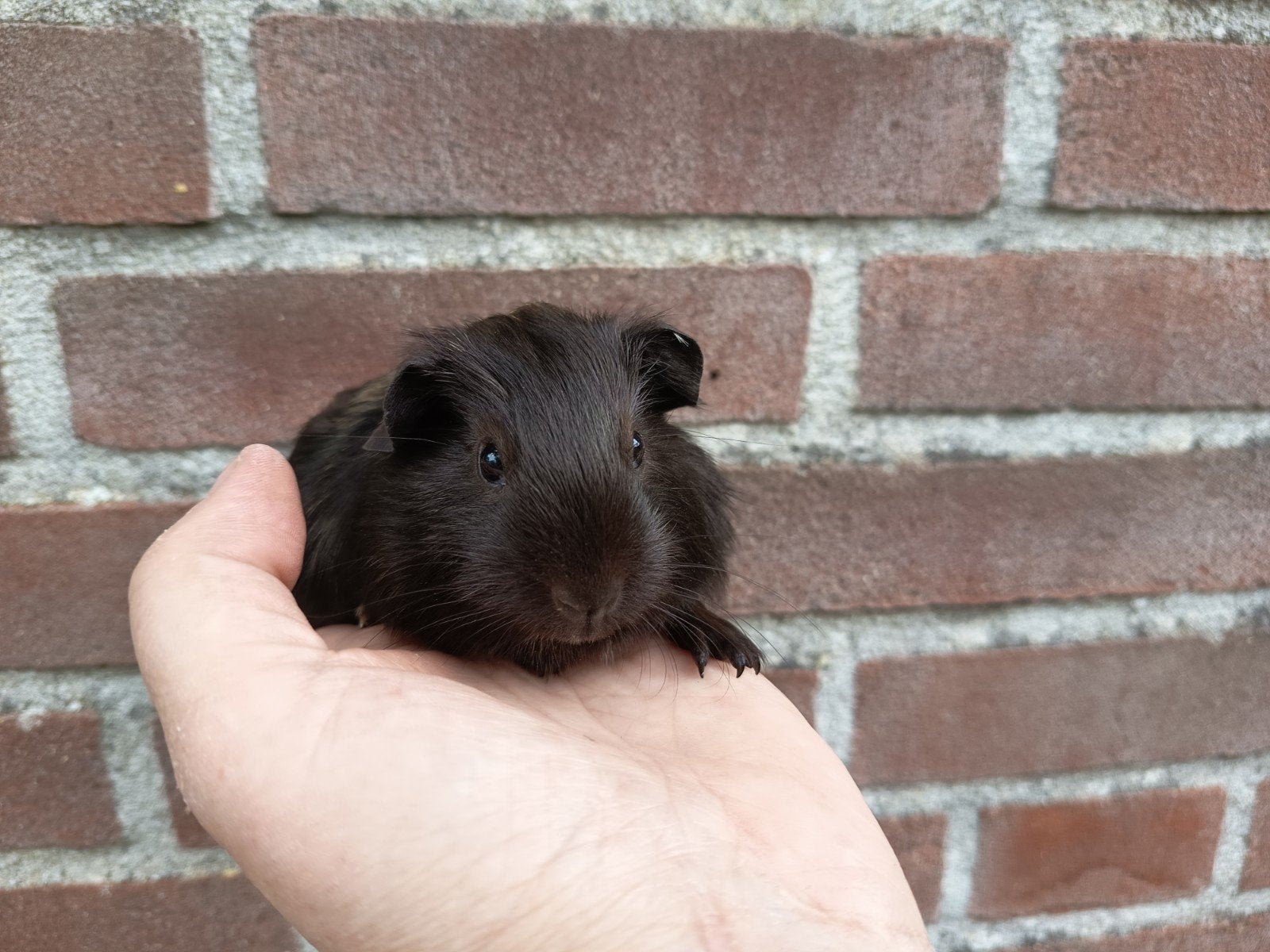 Cavia beertje, Mei, Mannelijk, Cavia