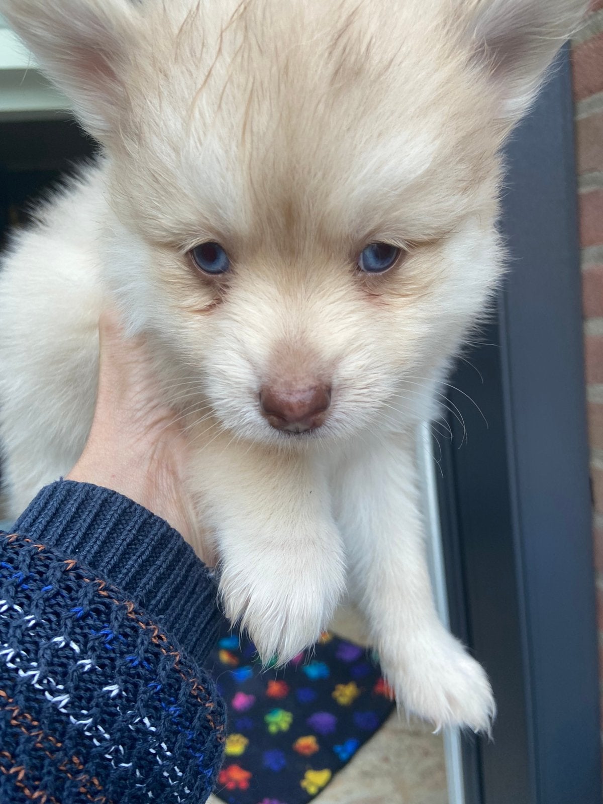 Nog twee prachtige langharige f2 pomsky pups !, Overige rassen, CDV (hondenziekte), 8 tot 15 weken, Meerdere