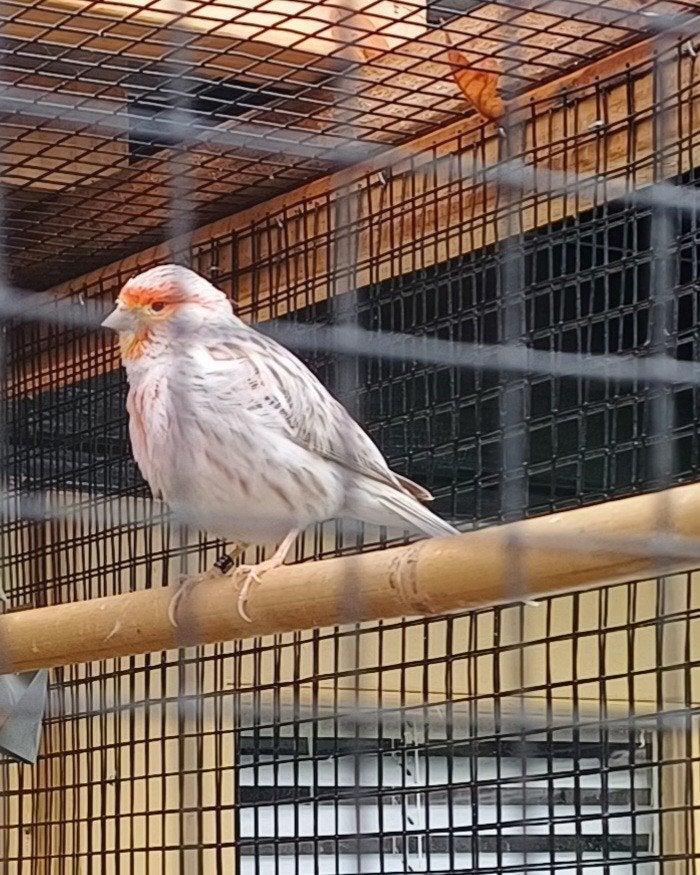 Rood agaat mozaïek kanarie pop, Dieren en Toebehoren, Vogels | Kanaries, Vrouwelijk, Kleurkanarie