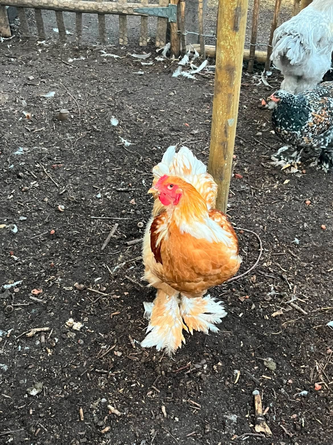 3 hanen brahma groothoenders, Dieren en Toebehoren, Pluimvee, Mannelijk, Kip