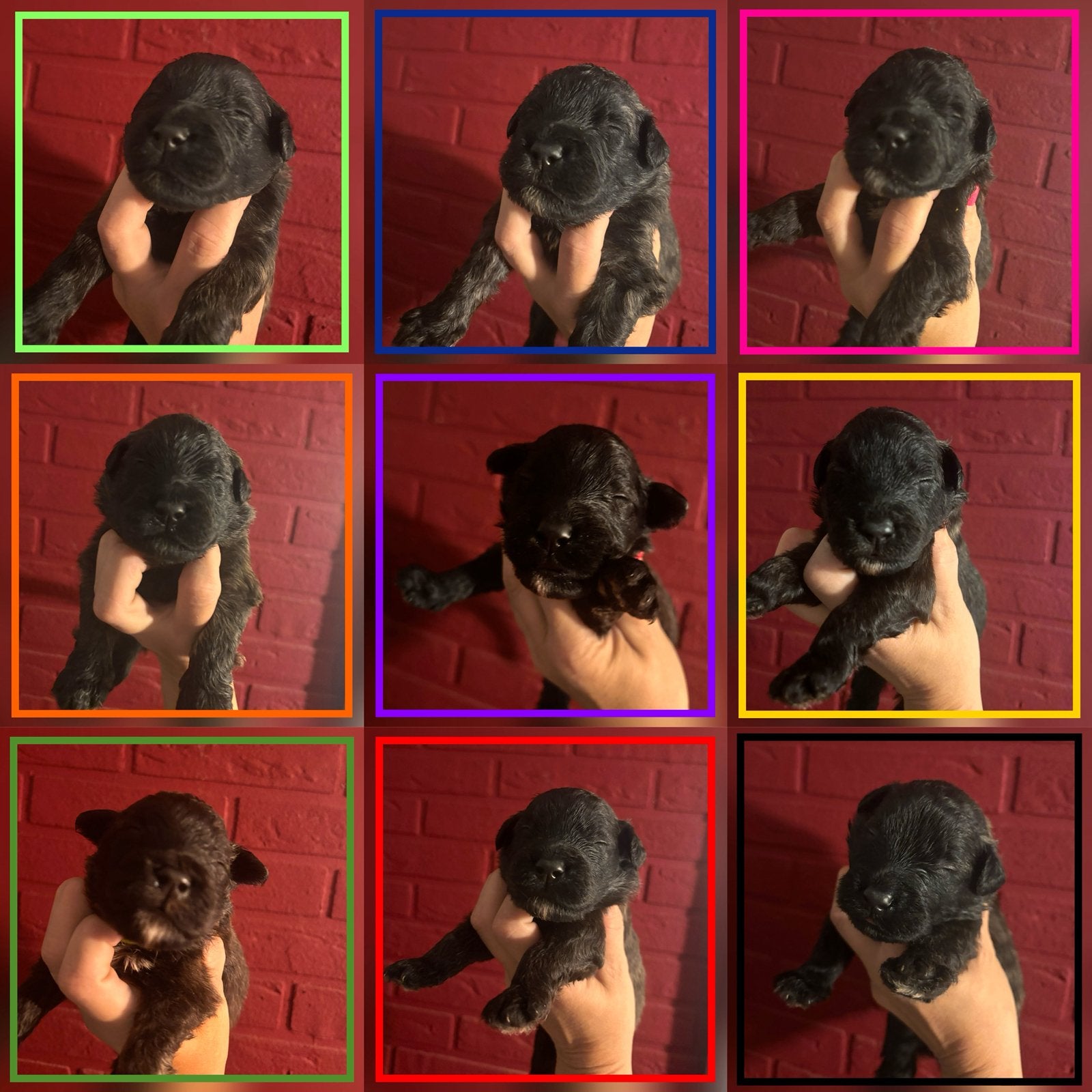Bouvier pups met FCI stamboom, Dieren en Toebehoren, Honden | Herdershonden en Veedrijvers, Bouvier, Parvo, 8 tot 15 weken, Meerdere