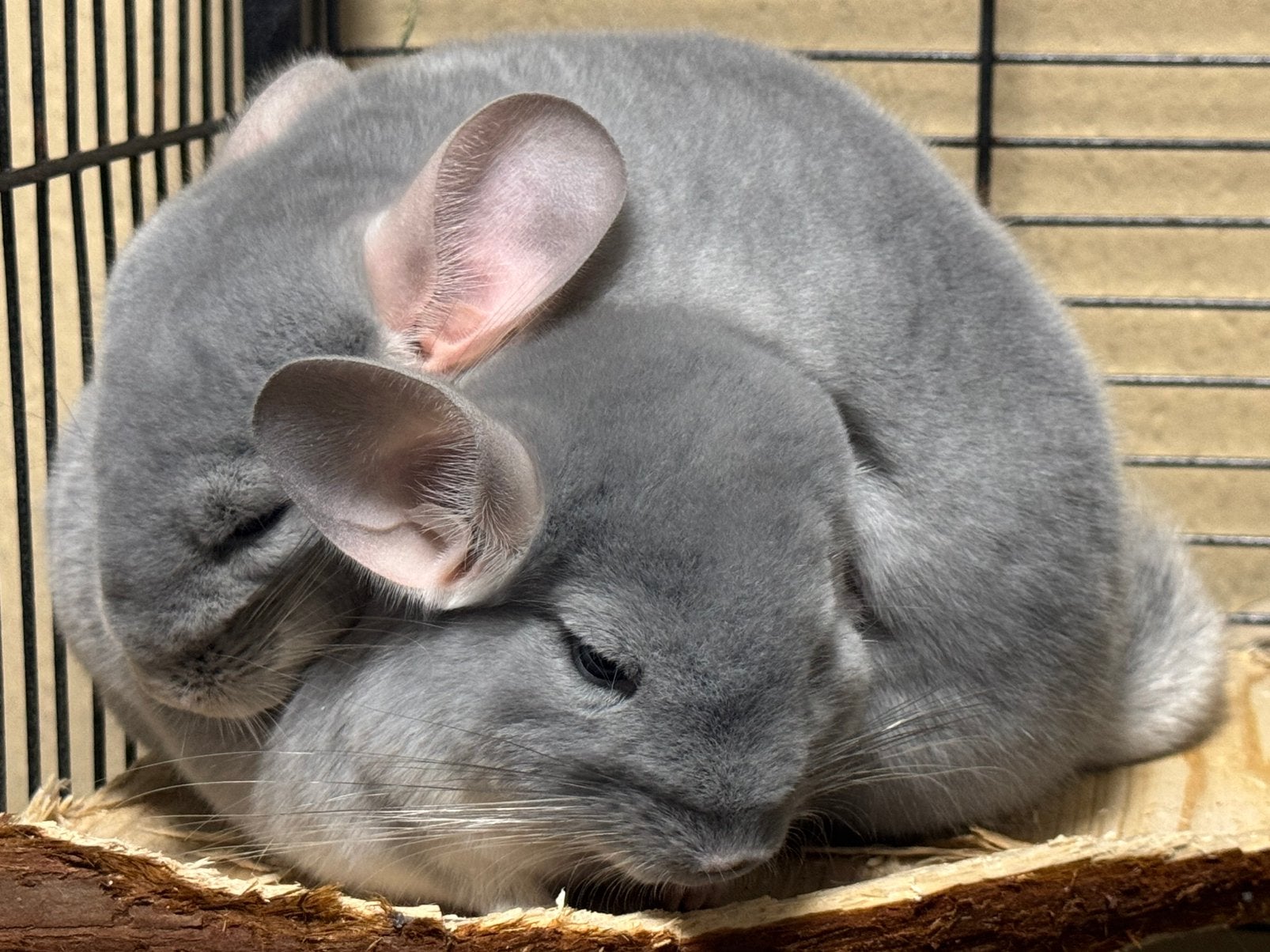Nieuw huisje gezocht voor 2 chinchillas, Mannelijk, Dwerg