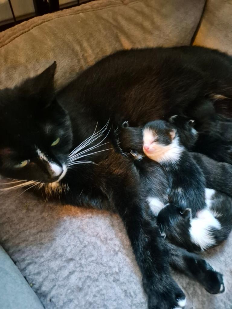 Prachtige, sociale  kittens, Geslacht onbekend, Kortharig, 0 tot 2 jaar