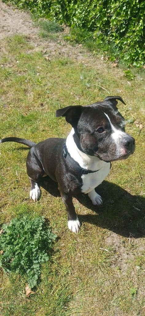 Stafford & Pitbull mix - Reu, Parvo, Eén hond, 3 tot 5 jaar, Nederland