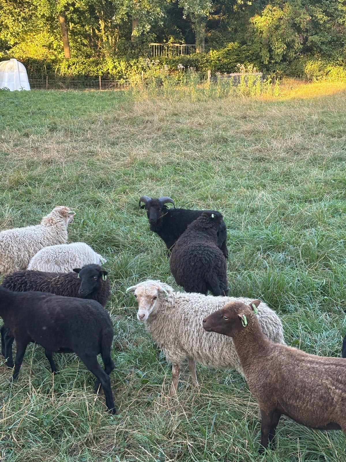 Ouessant ram 2026, Dieren en Toebehoren, Mannelijk, Schaap