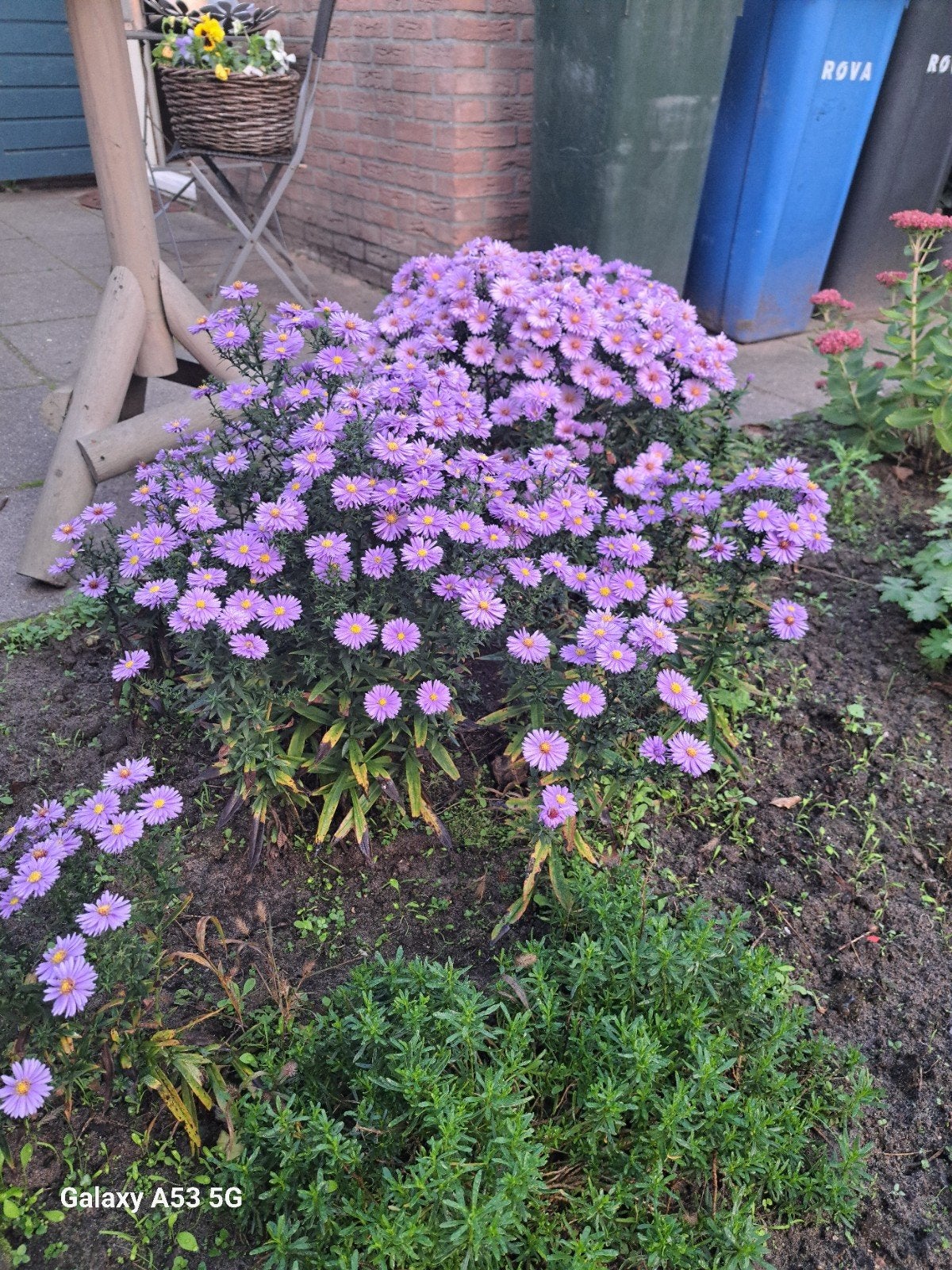 herfst asters, Ophalen of Verzenden, Vaste plant, Volle zon