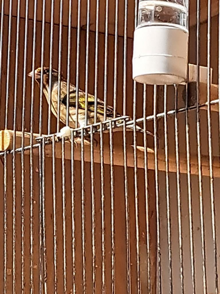 Parvaputter x timbrado man met kooi, Ophalen of Verzenden, Nieuw, Metaal, Vogelkooi