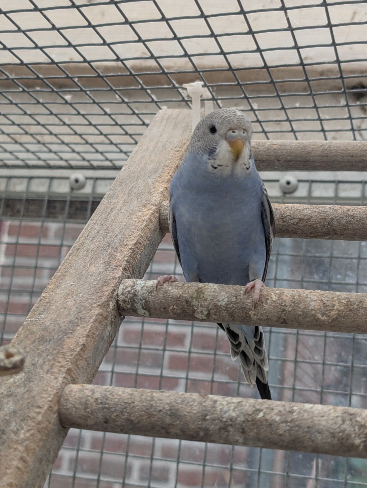 Baby grasparkiet, Vrouwelijk, Parkiet, Geringd