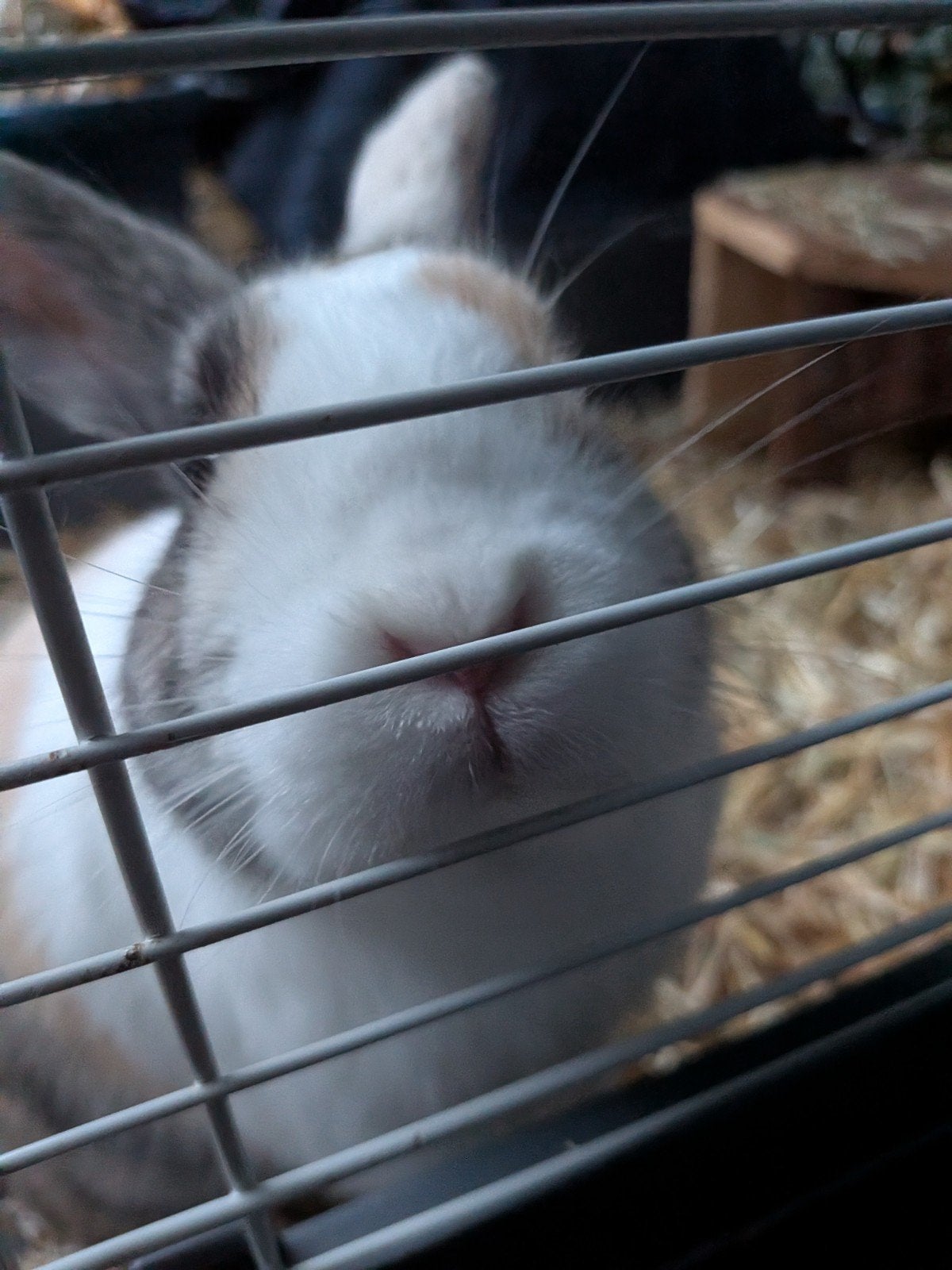 2 konijntjes 6 maandjes. rammetjes, Dieren en Toebehoren, Mannelijk, Dwerg