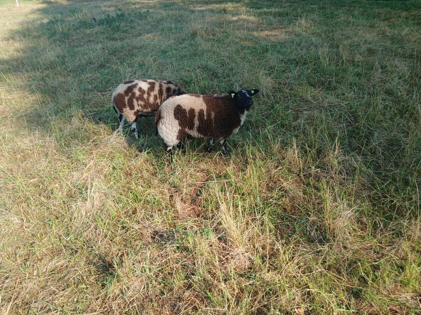 te koop 2 bonte rammen, Mannelijk, Schaap