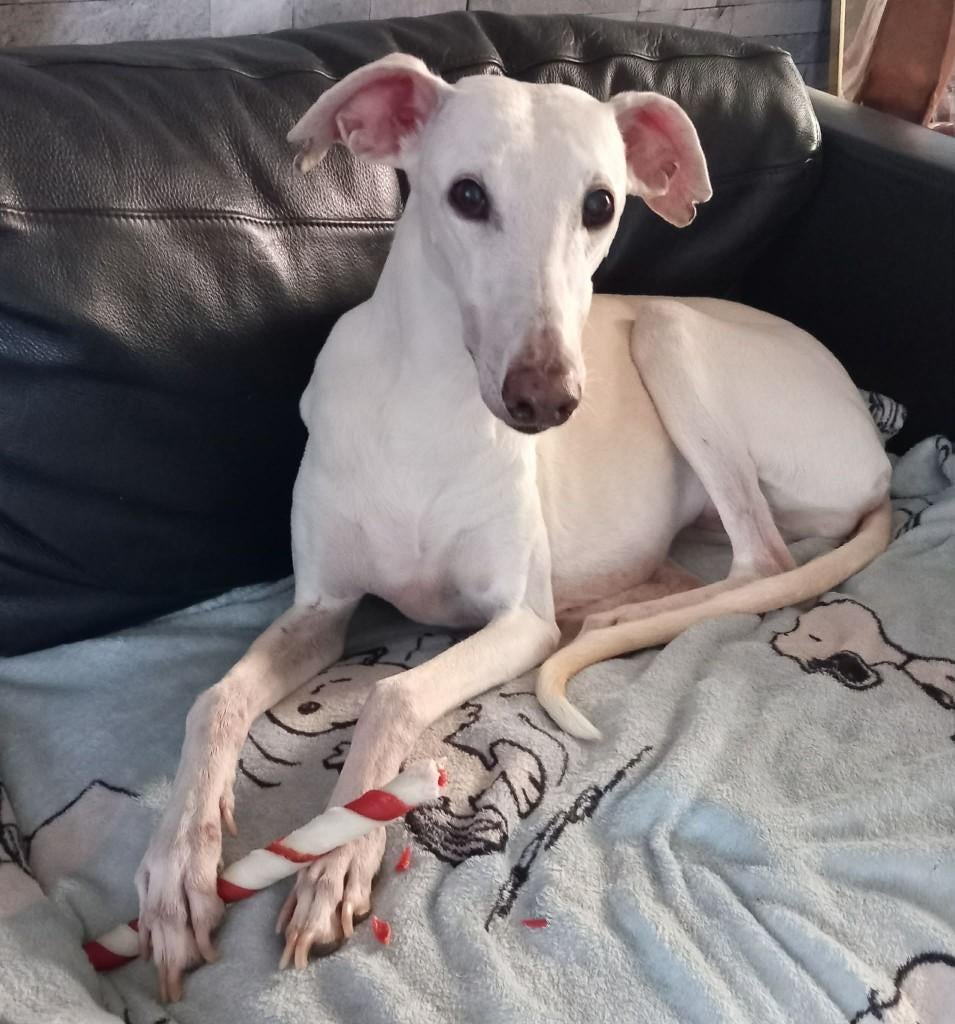 Hond met Leishmania en gebruik je Allopurinol?, Ophalen of Verzenden, Nieuw