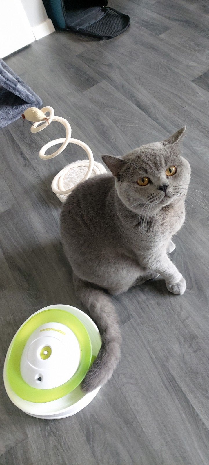 Britse korthaar  kitten, Kater, Gechipt, 0 tot 2 jaar