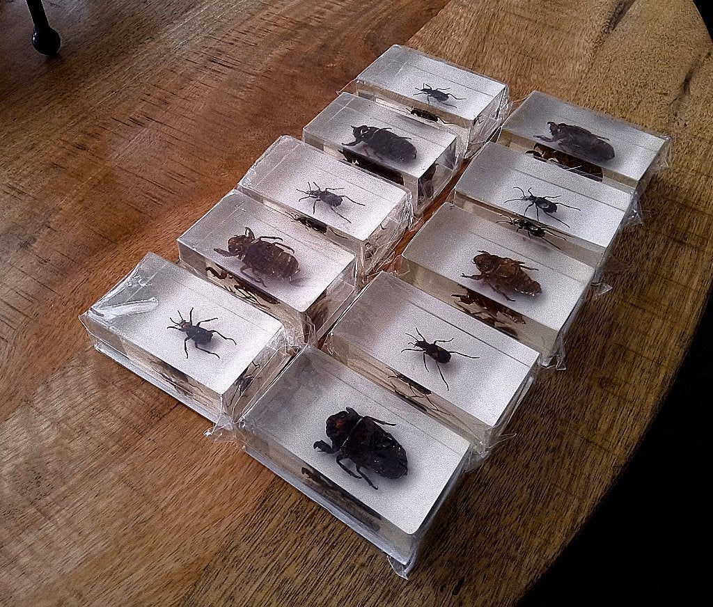 25 x opgezette kevers in epoxy blokken NIEUW in seal., Ophalen, Nieuw, Insect, Opgezet dier