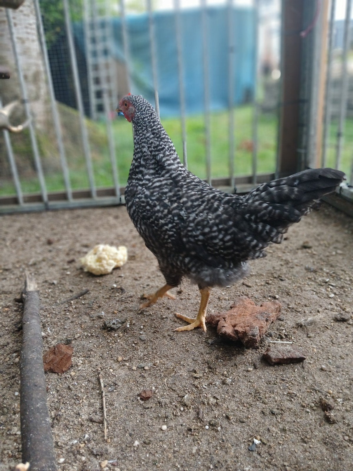 Mooie jonge en  tamme haan., Dieren en Toebehoren, Mannelijk, Kip