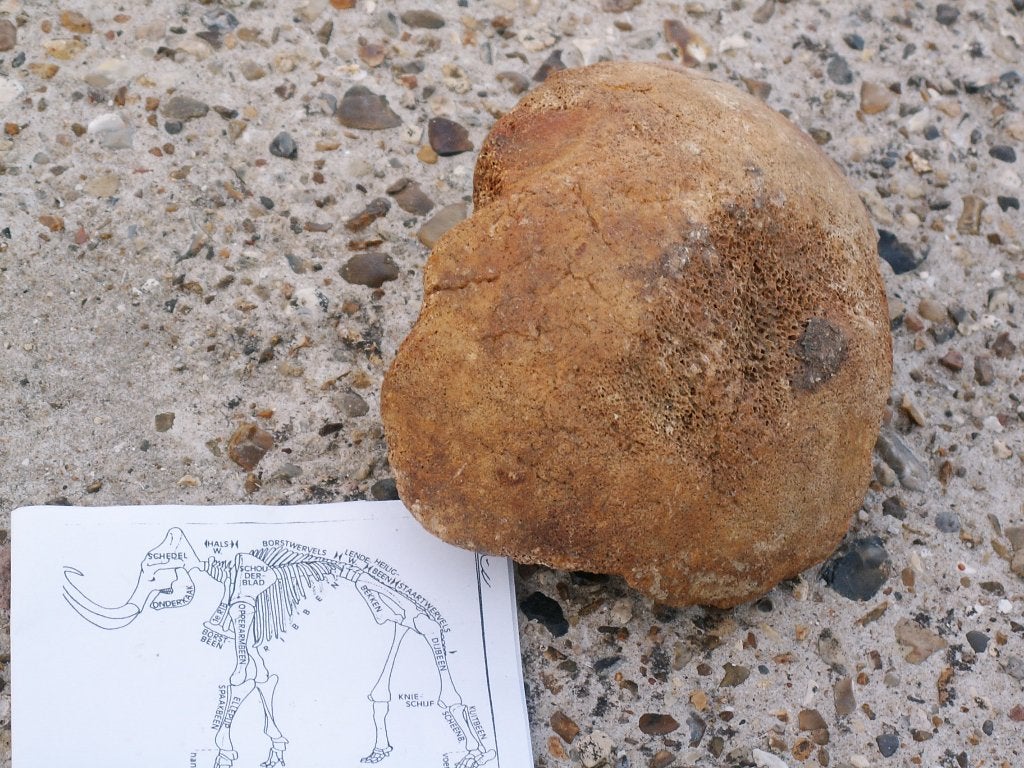 Te koop; fossiel heupkop mammoet en prehistorisch paard bot, Verzamelen, Ophalen of Verzenden, Fossiel
