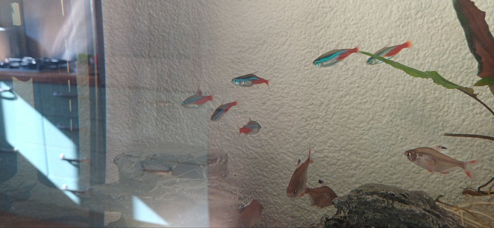 11x neon tetra en 5 roze tetra, Vis