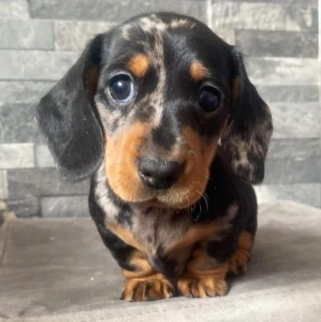 Prachtige Merle Teckel pups | Korthaar | Jongens & Meisjes |, Standaard, 15 weken tot 1 jaar, Korthaar, Parvo