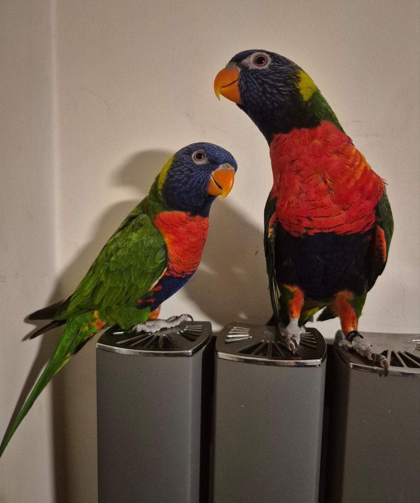Lori's van de blauwe bergen, Dieren en Toebehoren, Meerdere dieren, Papegaai, Geringd