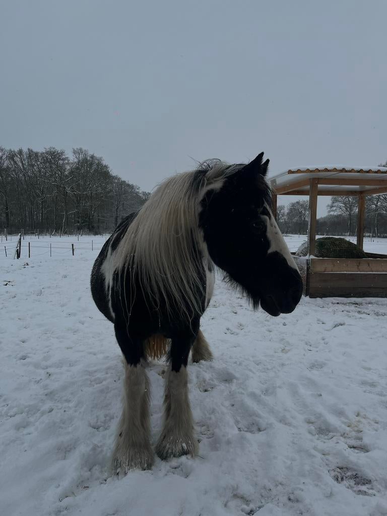 Lieve Verzorgster gezocht, Dieren en Toebehoren, Paarden en Pony's | Overige Paardenspullen, Ophalen