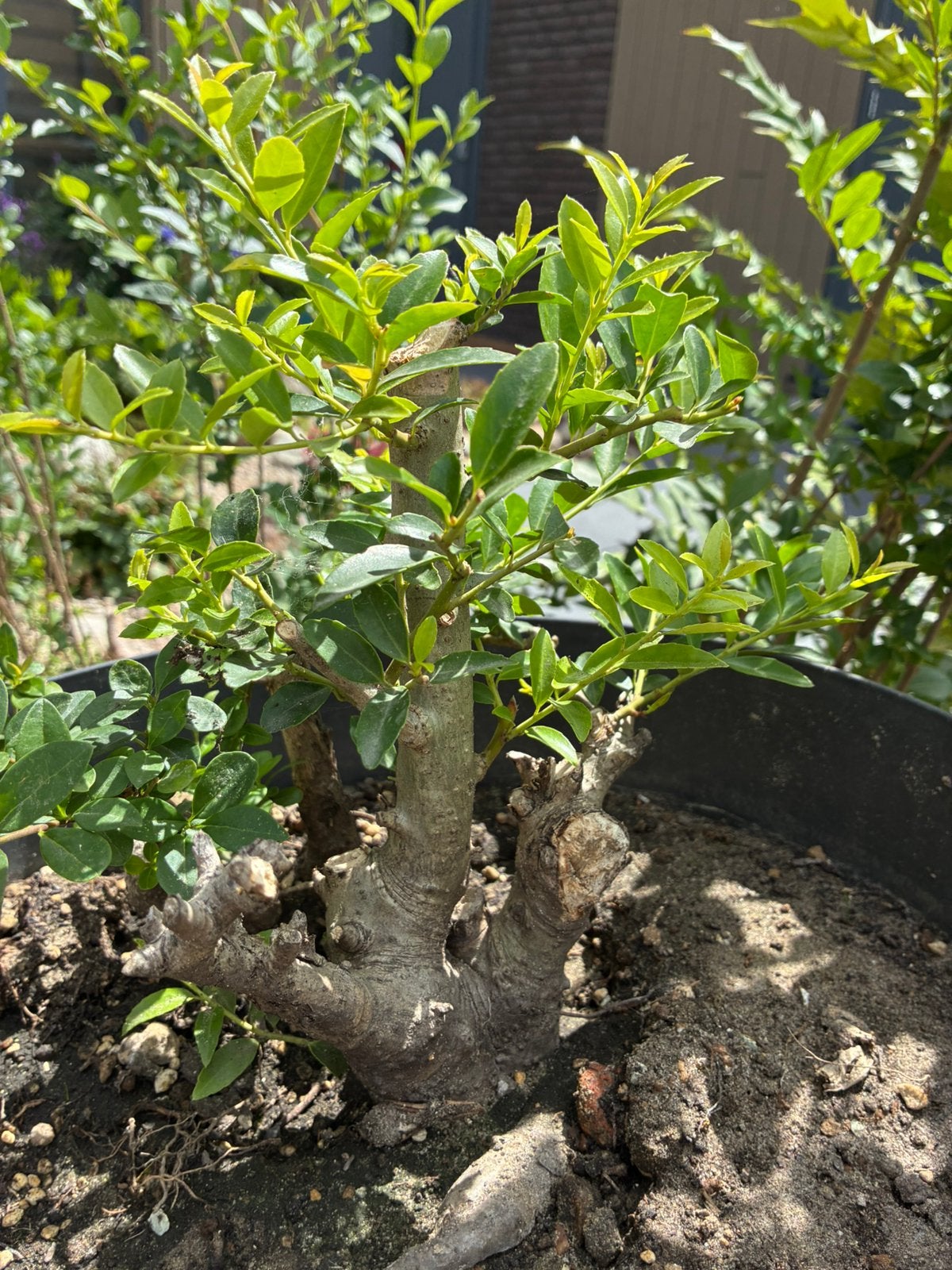 Buxus boxwood beginner bonsai mooie voet, Tuin en Terras, Ophalen, Buxus, Minder dan 100 cm