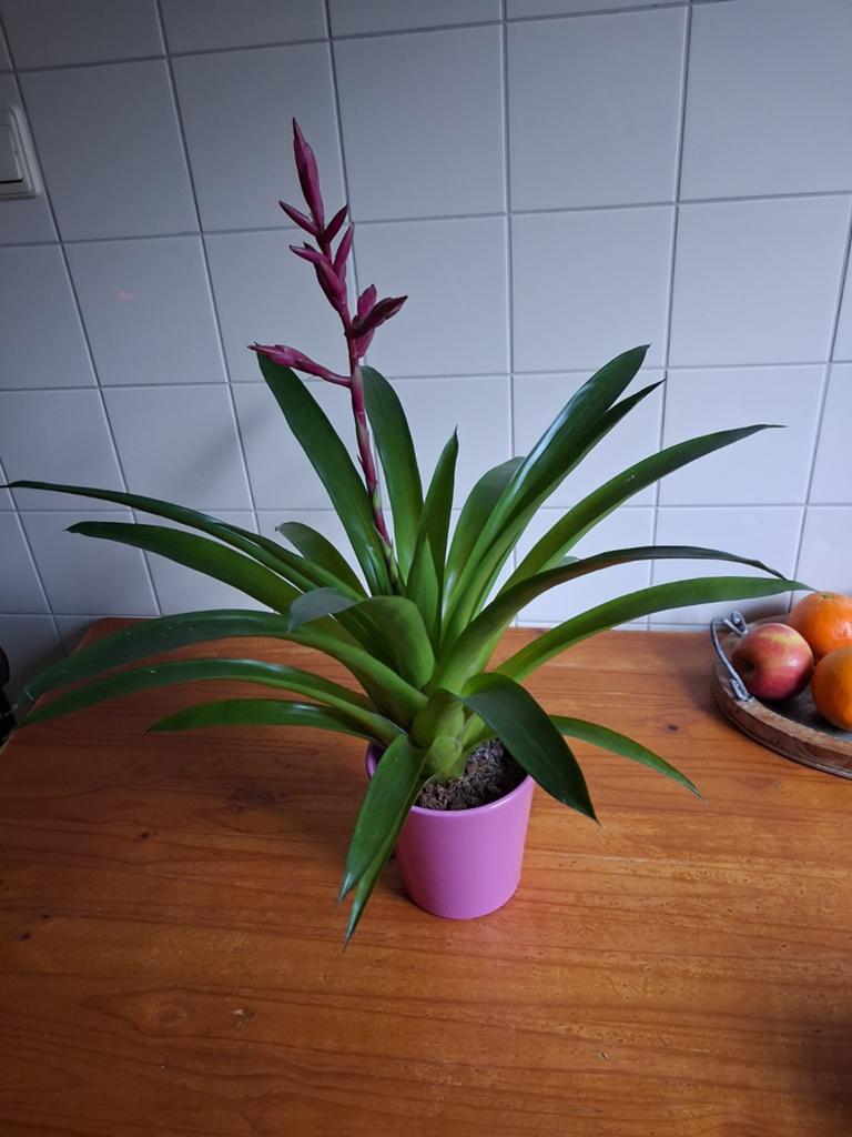 Kamerplant met pot, Huis en Inrichting, Kamerplanten, Ophalen, In pot, Minder dan 100 cm