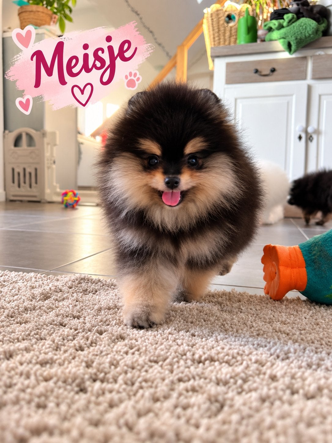 ️Pomeranian️🌺, België, Particulier, Keeshond, Reu