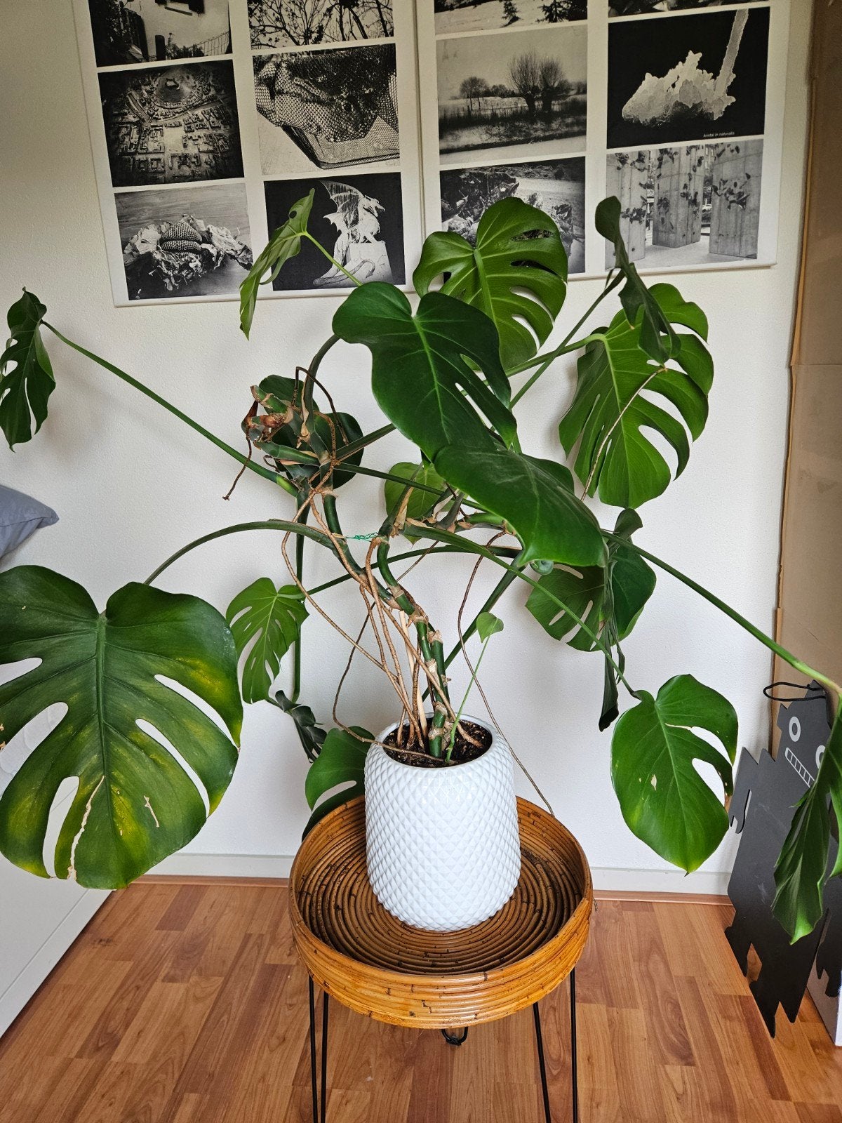 Grote Monstera kamerplant inclusief bloempot, Ophalen, 100 tot 150 cm, Overige soorten, Halfschaduw