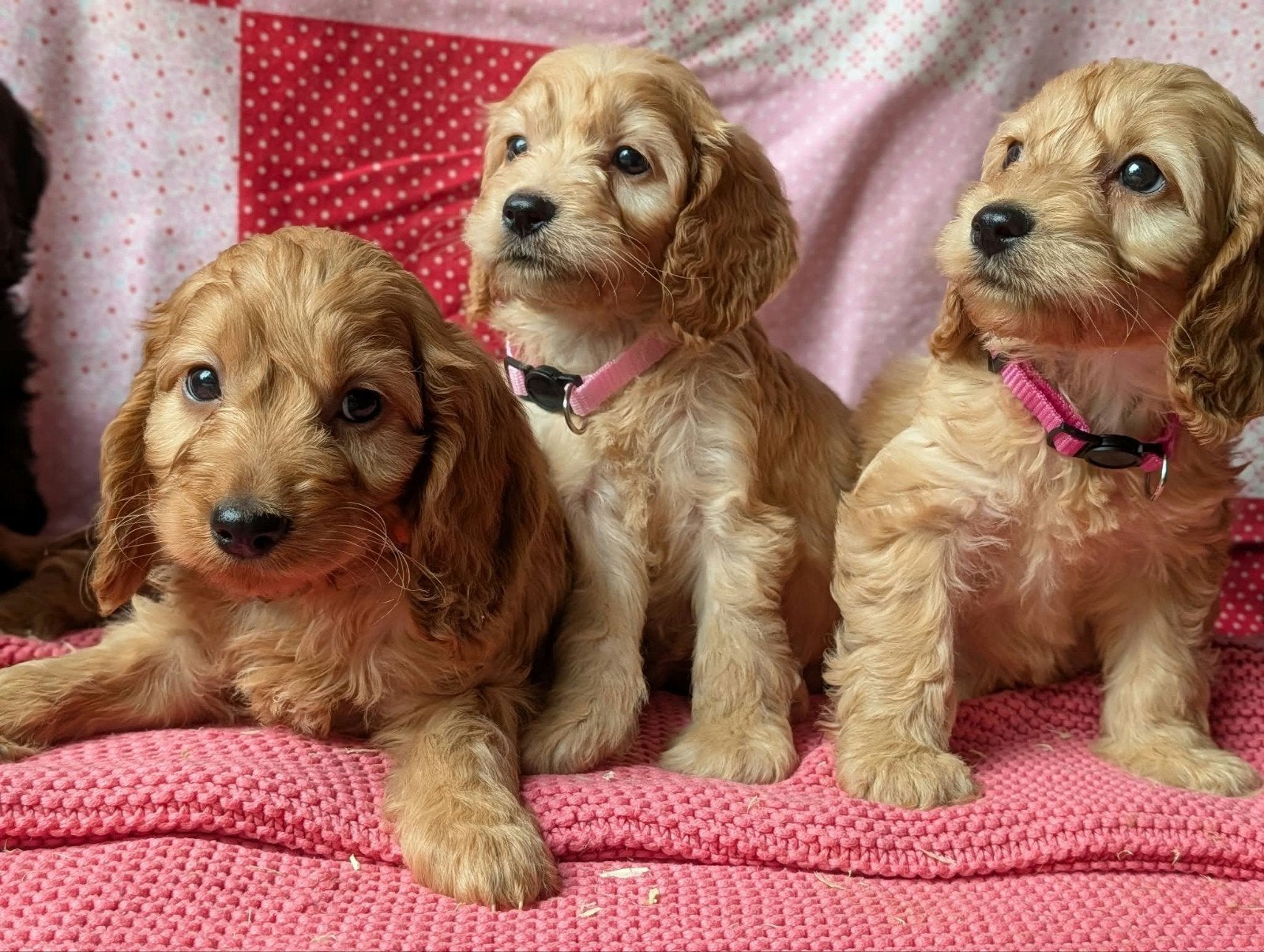 Engelse cockerspaniel x dwerg poedel cockapoo pups, Dieren en Toebehoren, Honden | Retrievers, Spaniëls en Waterhonden, Parvo