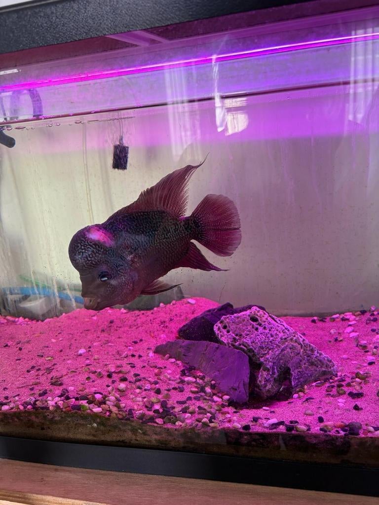 Flowerhorn aquarium, Dieren en Toebehoren, Ophalen of Verzenden, Leeg aquarium