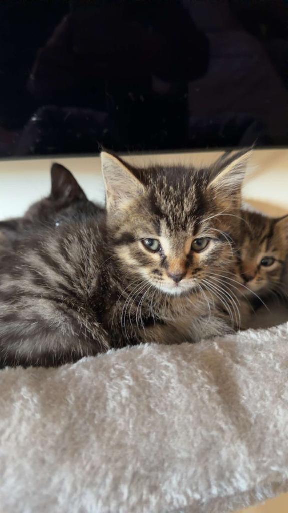 half langharig” / “Maine Coon look”, Meerdere dieren, Ontwormd, 0 tot 2 jaar