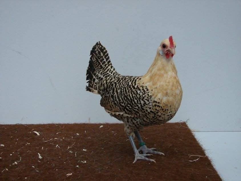Jonge Hennen Groningermeeuw kriel te koop, Dieren en Toebehoren, Pluimvee, Vrouwelijk, Kip