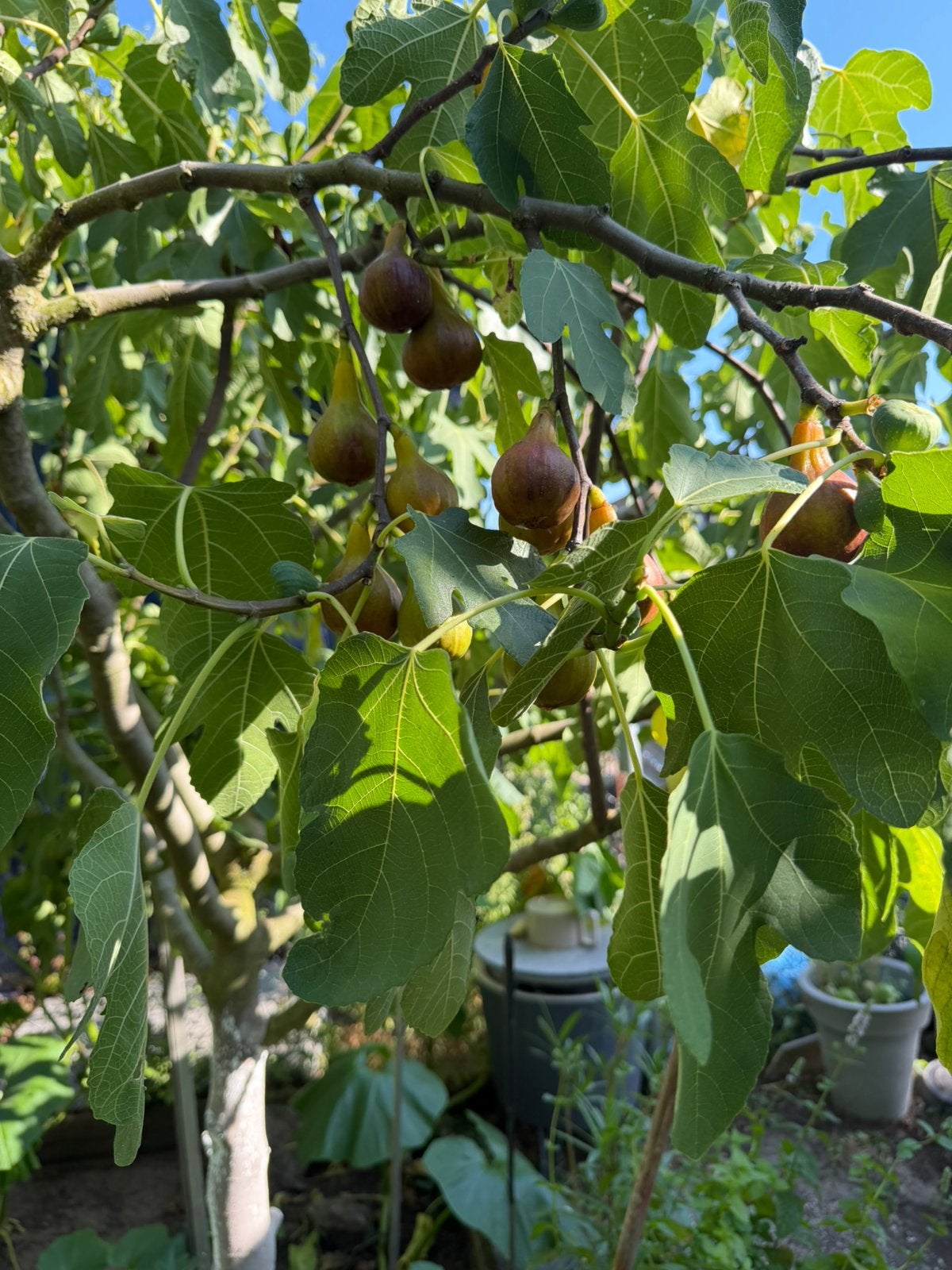 Vijgboom, Ophalen, 100 tot 250 cm, Overige soorten, Zomer