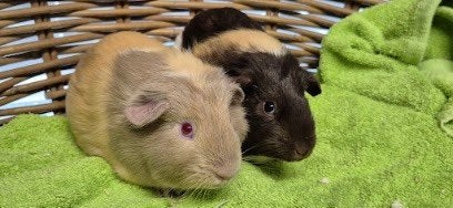 Cavia Koppel LILLY & LOTJE uit de opvang zoeken een tehuis, Juli, Meerdere dieren, Cavia
