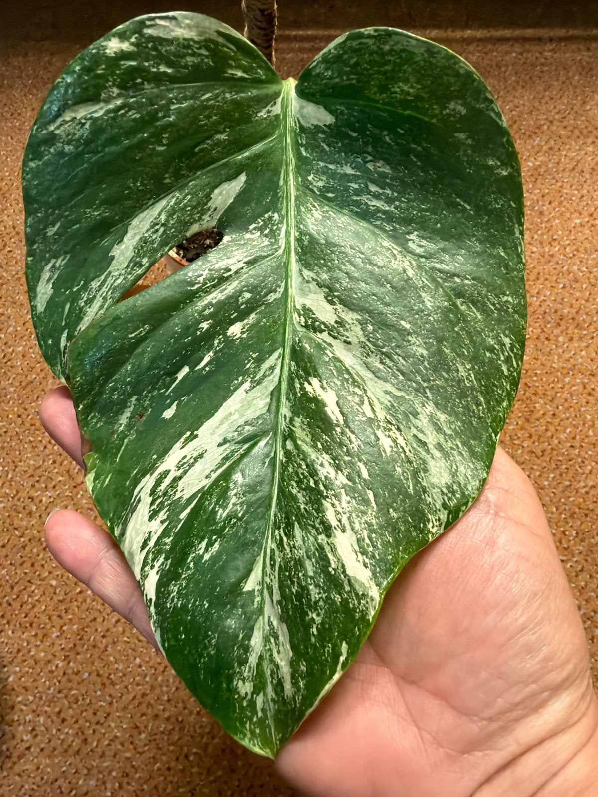 Monstera Albo Variegata, Ophalen of Verzenden, Halfschaduw, Minder dan 100 cm