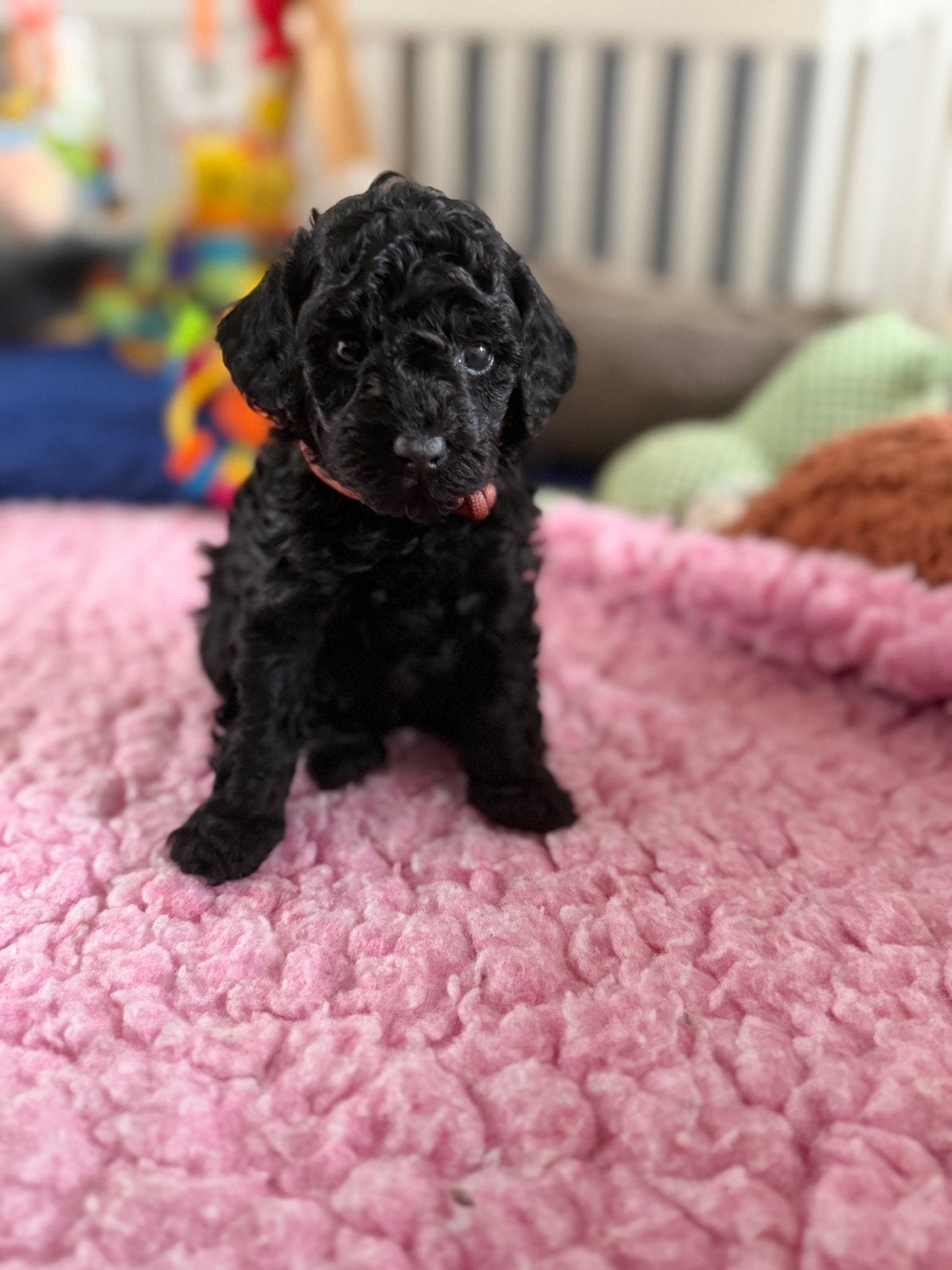 Mini (Australian) labradoodle pups, nog 1 beschikbaar, Dieren en Toebehoren, Overige rassen, CDV (hondenziekte), 8 tot 15 weken