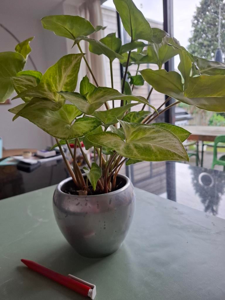 Syngonium/vlinderplant in pot, Ophalen, In pot, Halfschaduw, Minder dan 100 cm