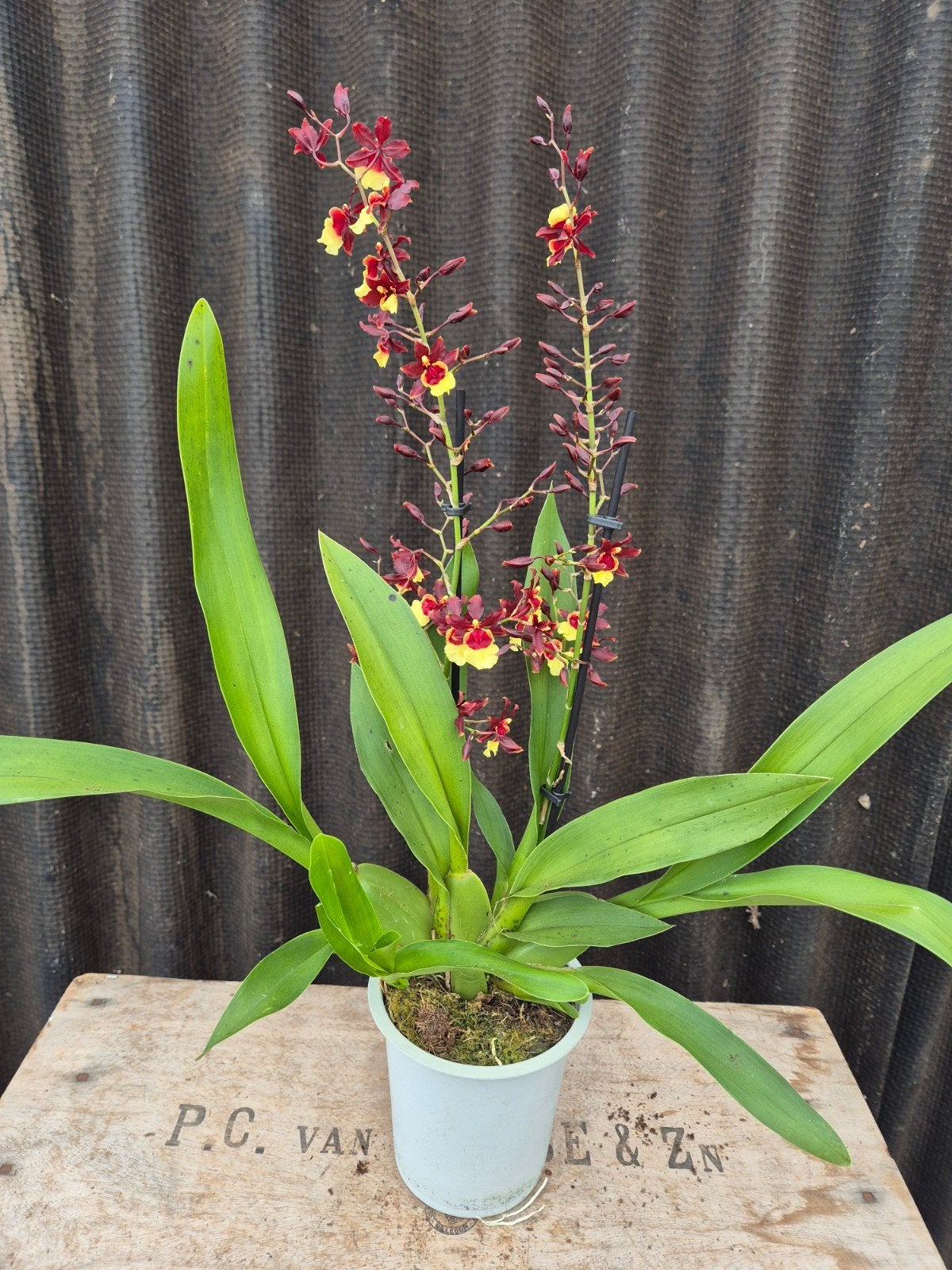 Orchidee Cambria Rosy bruin geel 2 tak p12 (4), Ophalen of Verzenden, Halfschaduw, Minder dan 100 cm