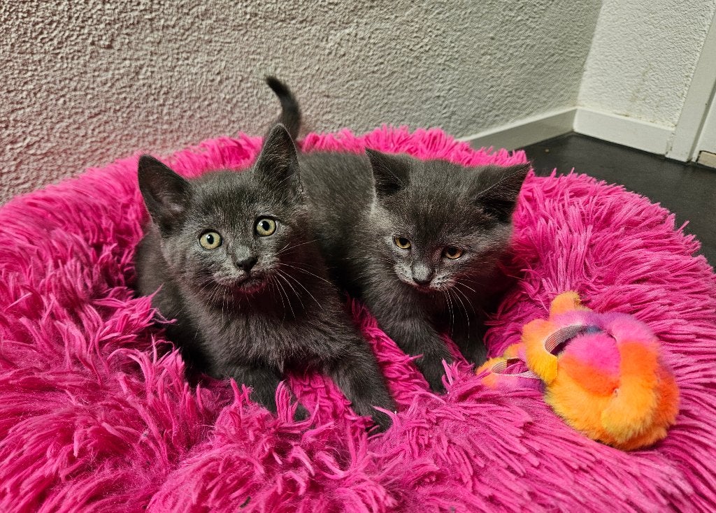 Britse korthaar/Blauwe Rus kittens. Lief en speels, Meerdere dieren, Ontwormd, 0 tot 2 jaar