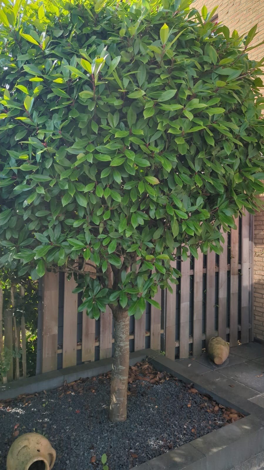 Laurierkers op stam, Tuin en Terras, Overige soorten, 100 tot 250 cm, Zomer, Ophalen