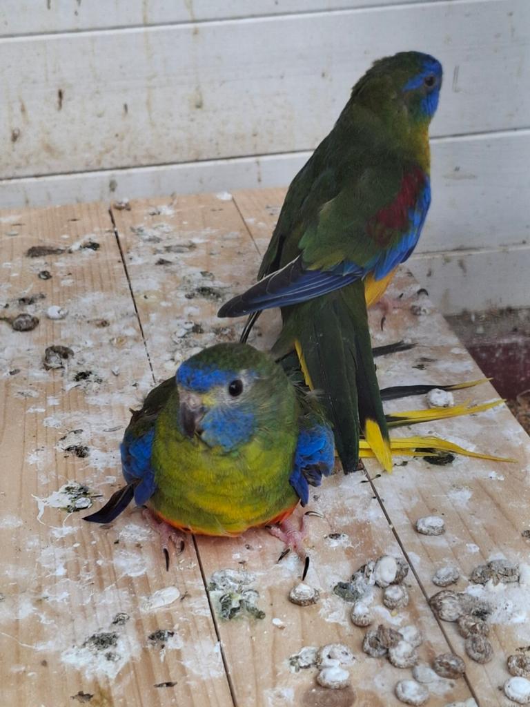 Koppel turquoisine parkieten, Meerdere dieren, Parkiet