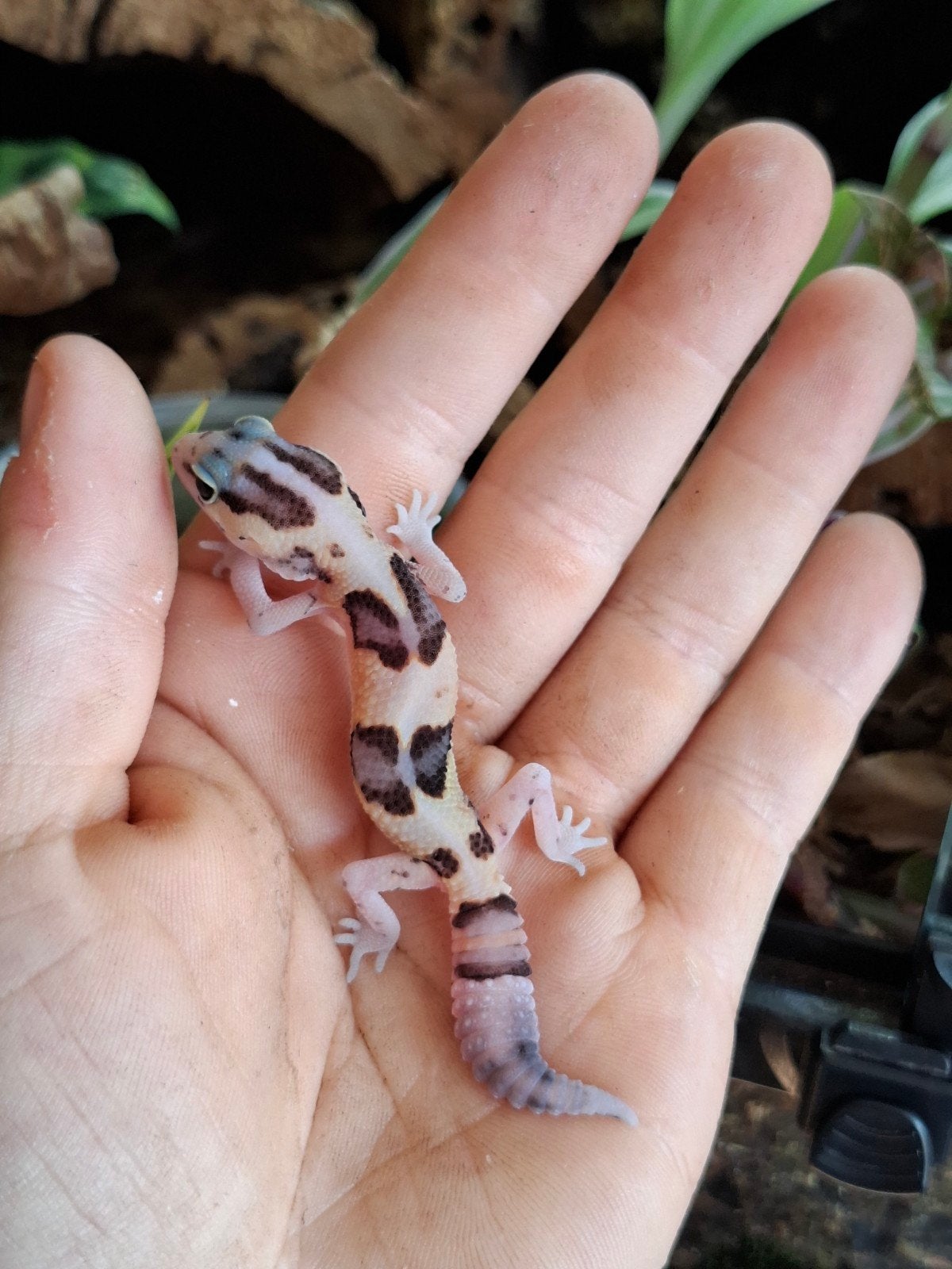 Vetstaartgekko (met terrarium), Hagedis, 0 tot 2 jaar