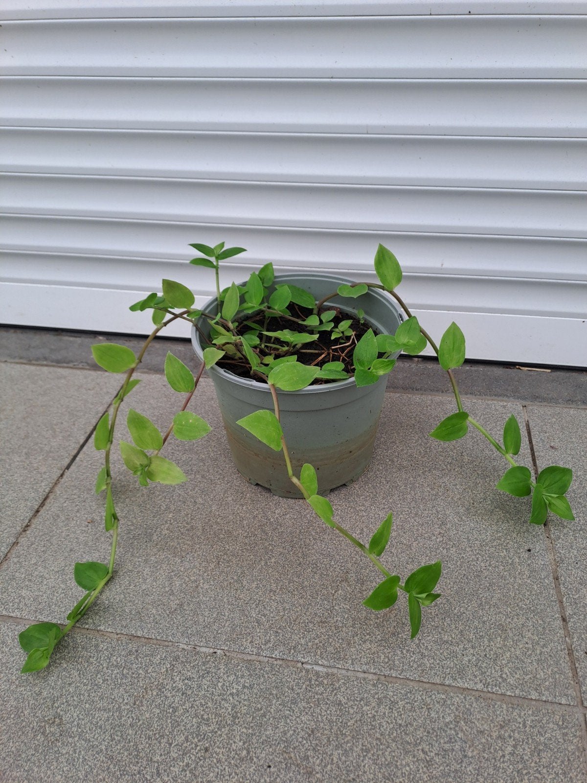 Kamerplant, Ophalen