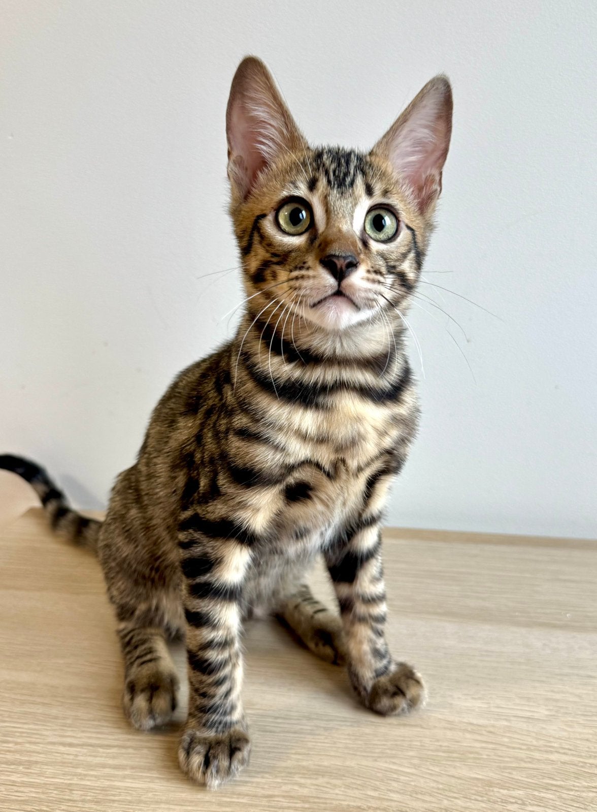 Bengal kitten | ontzettend lief | geteste ouders, Kater