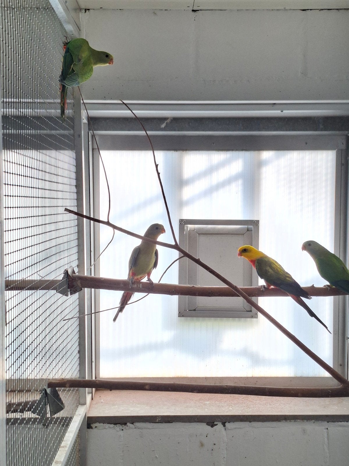 Groen split opaline barraband, Dieren en Toebehoren, Vogels | Parkieten en Papegaaien, Mannelijk, Parkiet