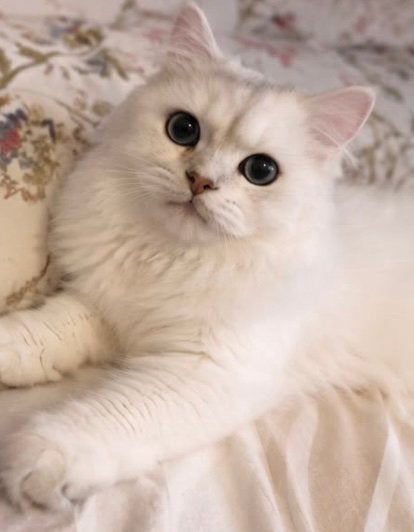 Britse langhaar kitten, Poes