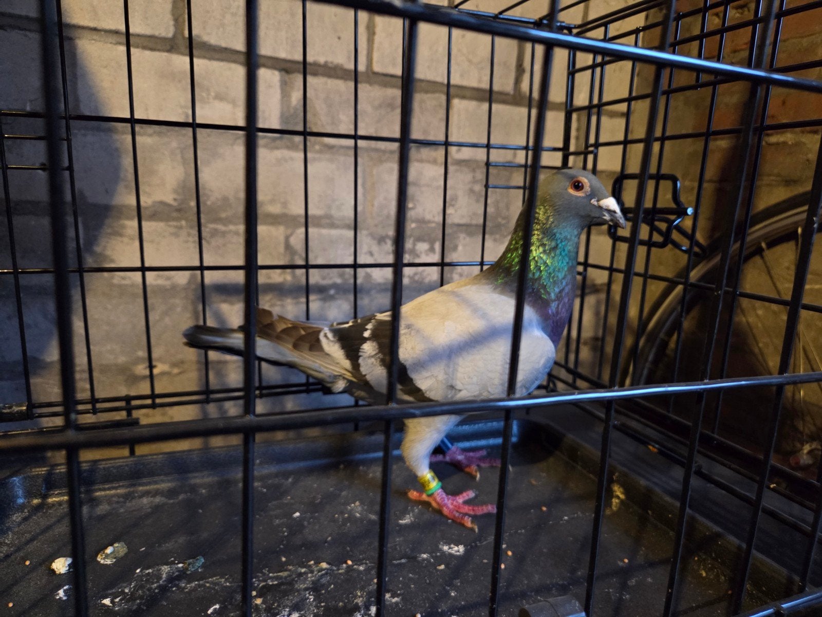 Postduif postduiven doffer 2024, Dieren en Toebehoren, Vogels | Duiven, Mannelijk, Postduif