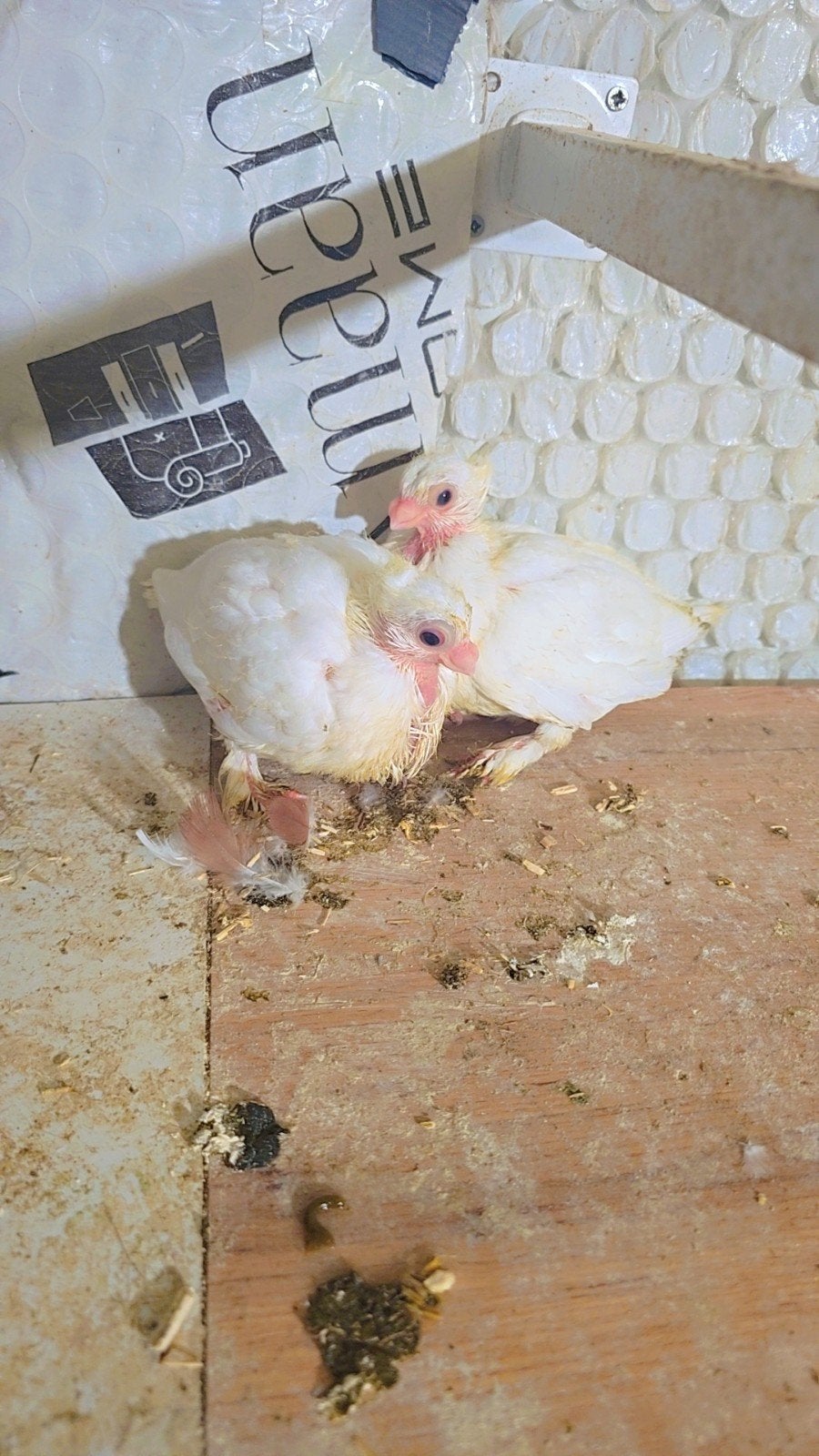 Duiven te koop, Meerdere dieren