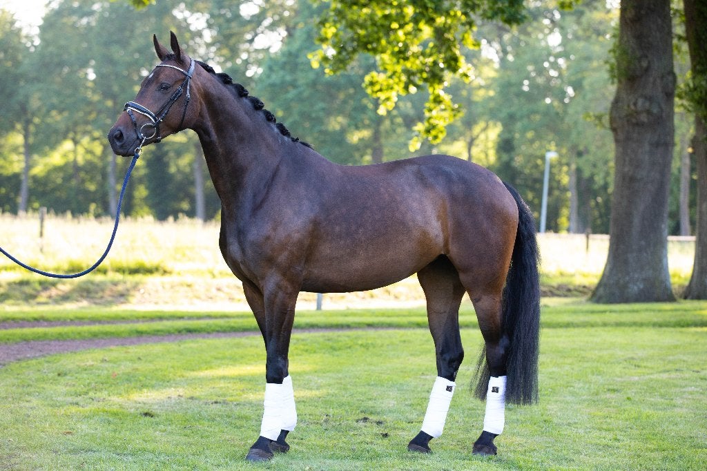 Kwaliteitsvolle 4-jr. dressuurmerrie 1.65m TOPKARAKTER, Merrie, Met stamboom, Dressuurpaard, Zadelmak
